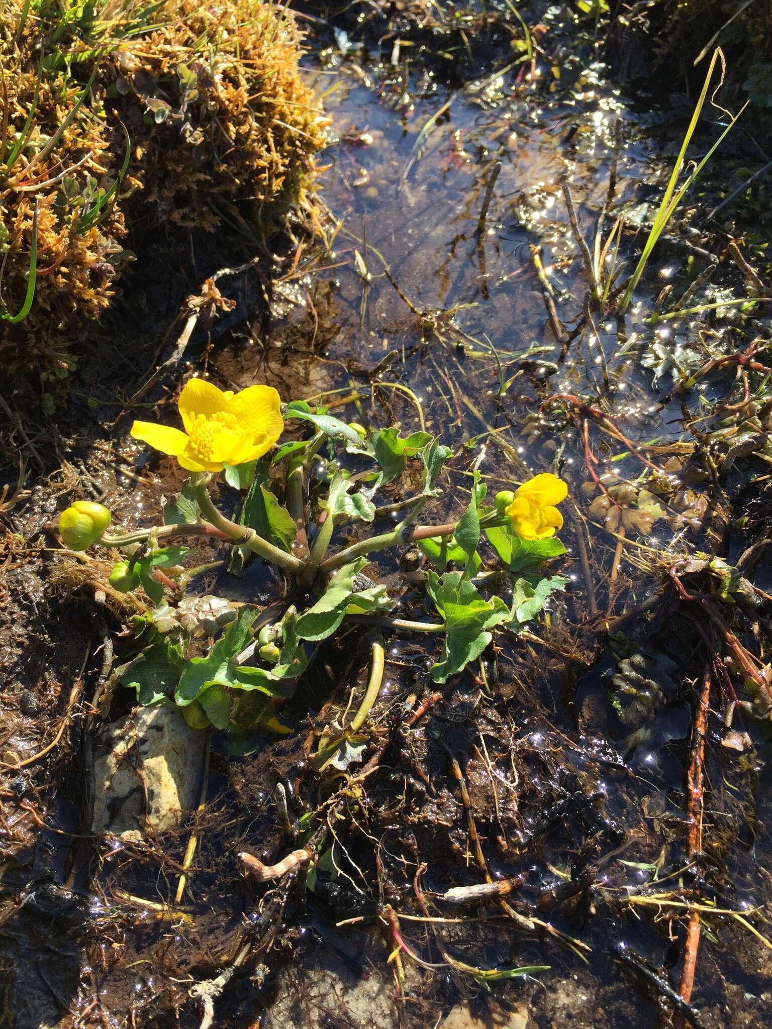 Image of yellow marsh marigold