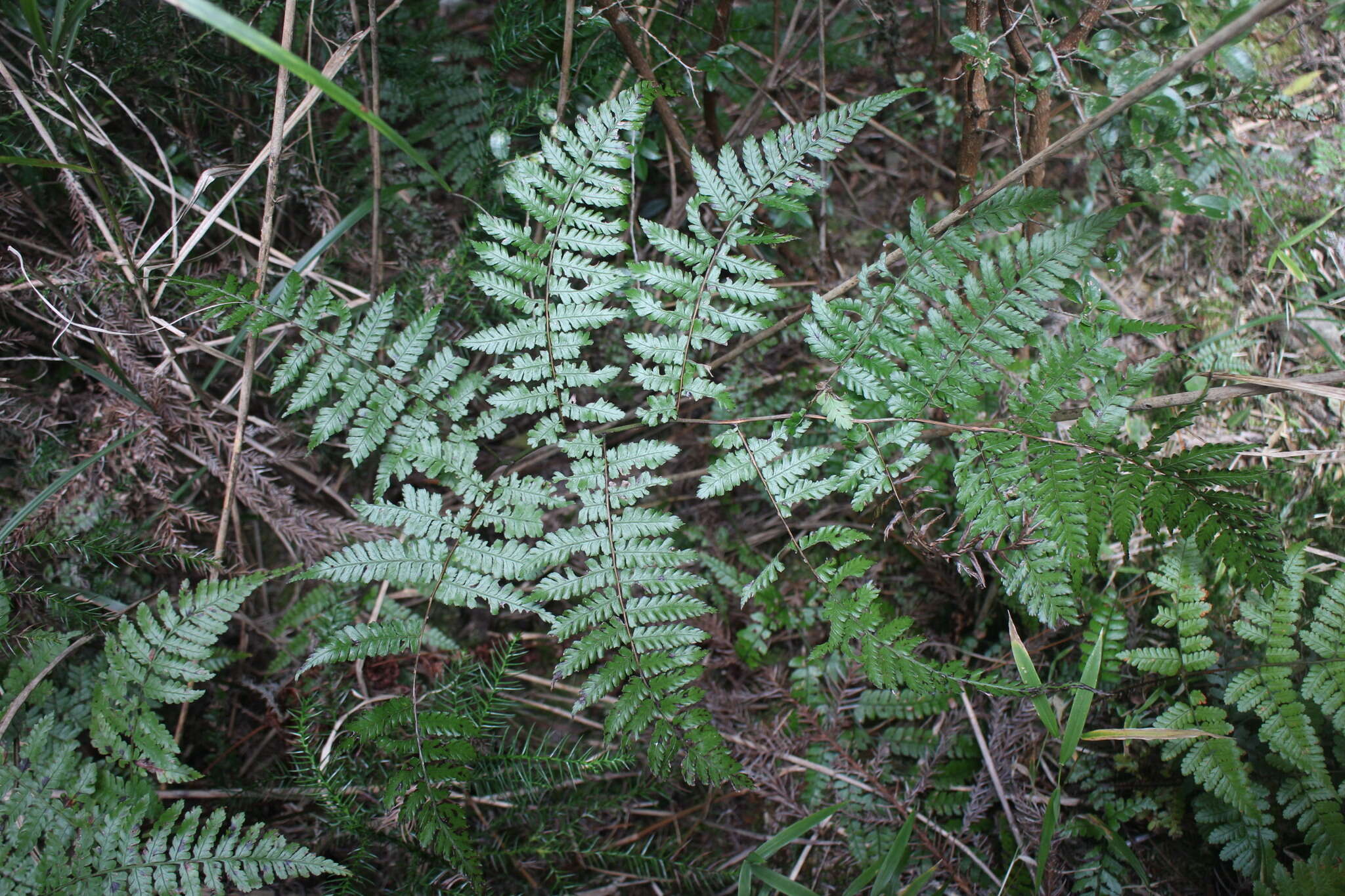 Image of Diplazium kawakamii var. subglabratum Tag.