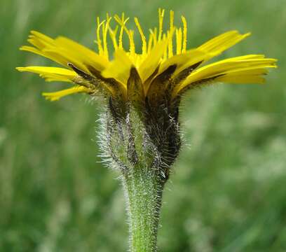 Слика од Leontodon hispidus L.