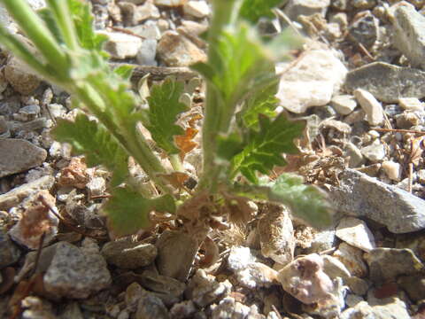 صورة Verbena neomexicana (A. Gray) Briq.