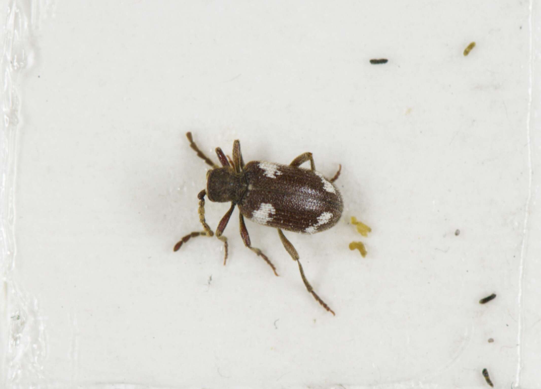 Image of Ptinus sexpunctatus