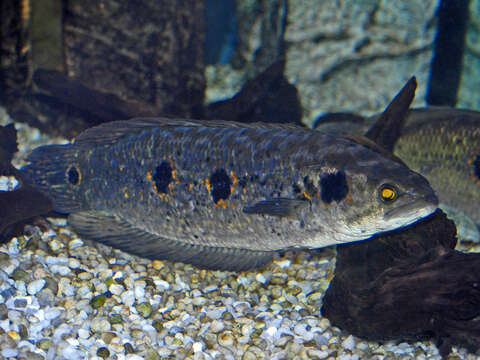 Image of Ocellated snakehead