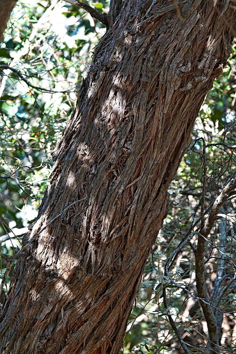 Image of blue-leaf stringybark