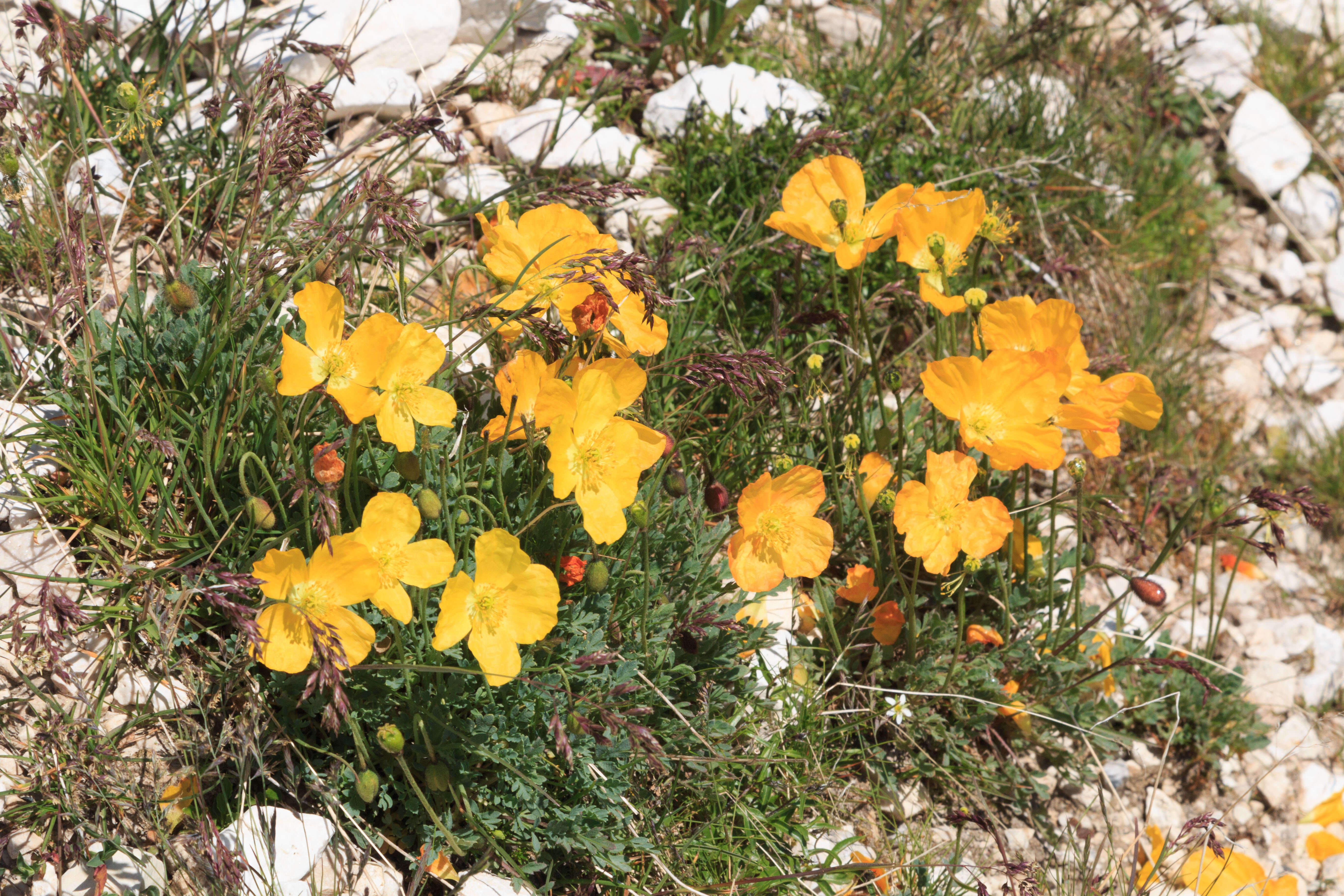 Imagem de Papaver alpinum L.