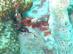 Image of Redblotched pygmy goby