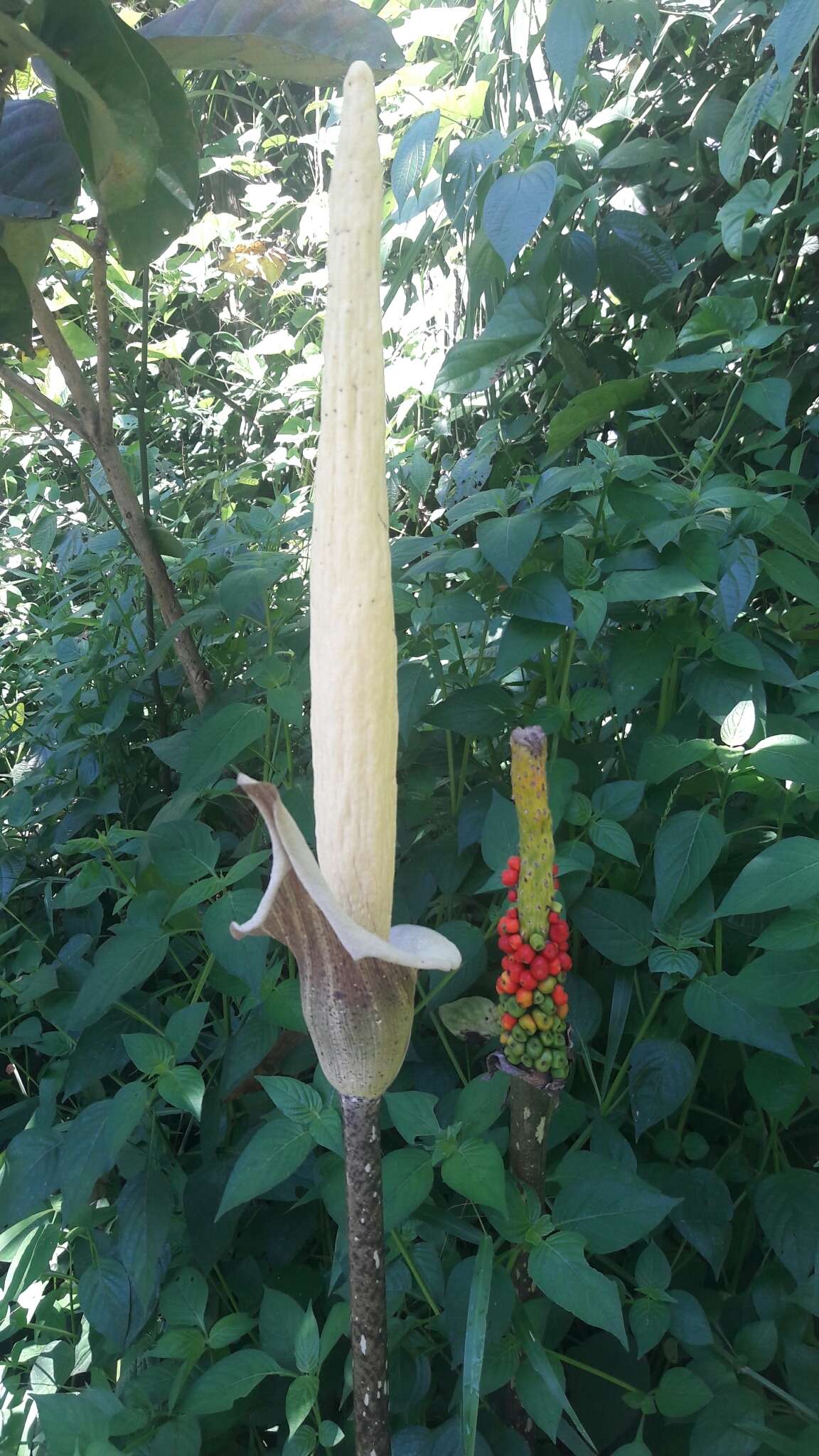 Image of Amorphophallus variabilis Blume