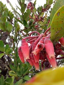 Image de Macleania loeseneriana Hørold