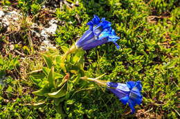 Image of Stemless Gentian