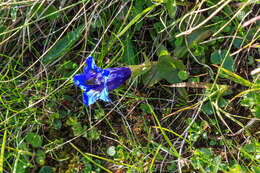 Image of Stemless Gentian