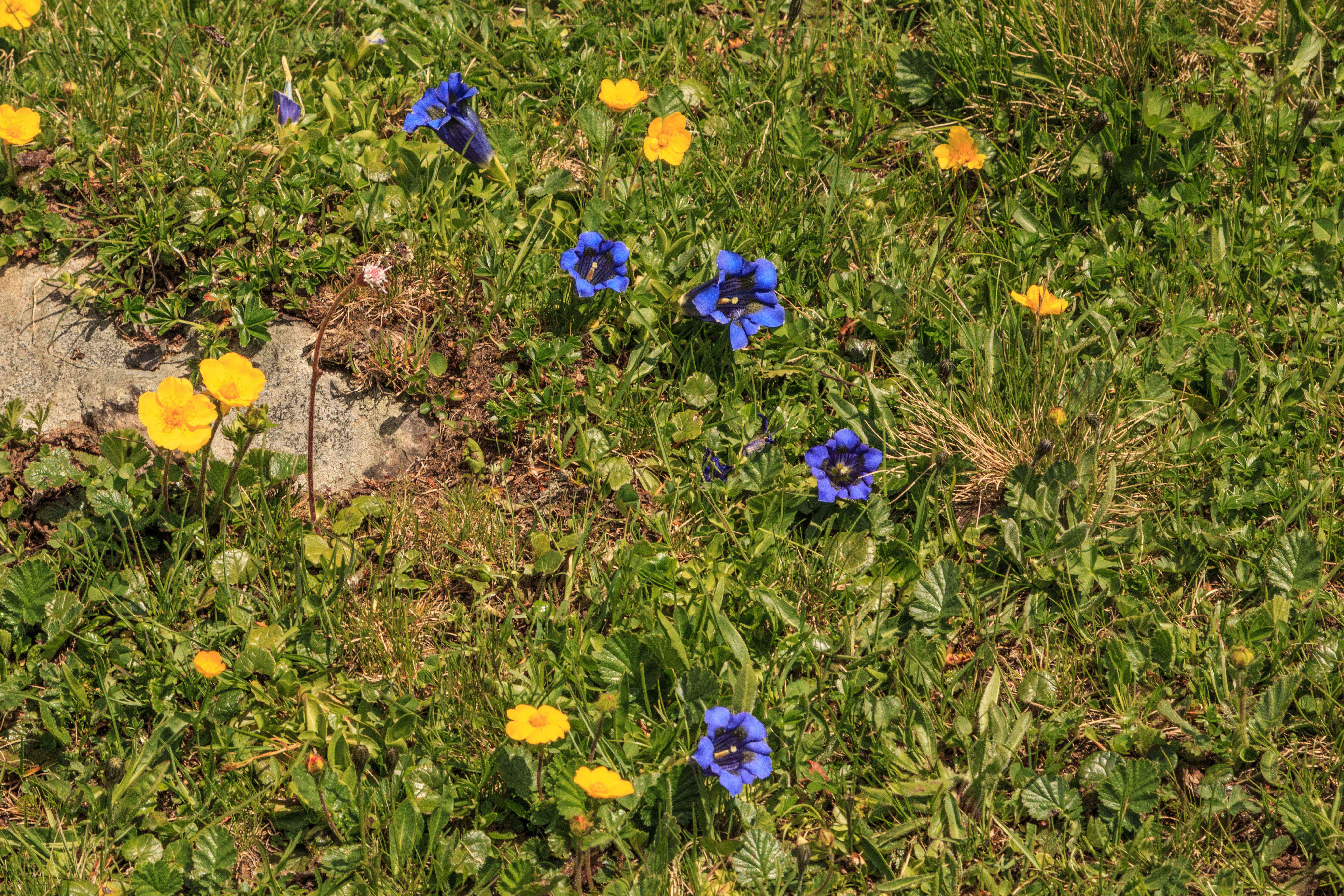 Image of Stemless Gentian