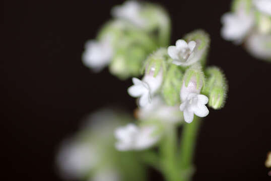 Plancia ëd Streptocarpus pogonites Hilliard & B. L. Burtt