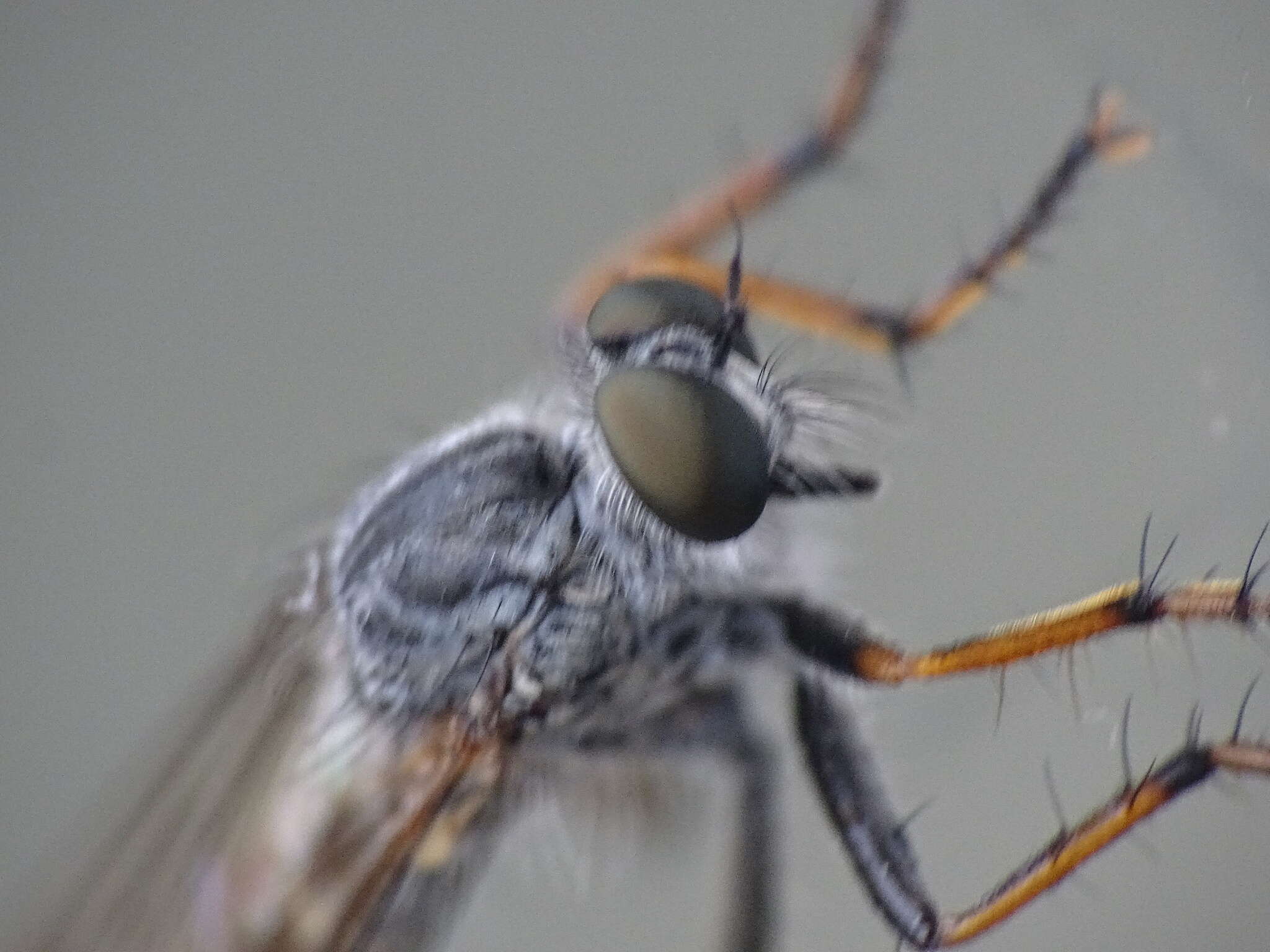 Plancia ëd <i>Neomochtherus geniculatus</i>