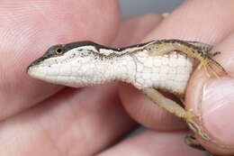Image of White-Striped Eyed Lizard