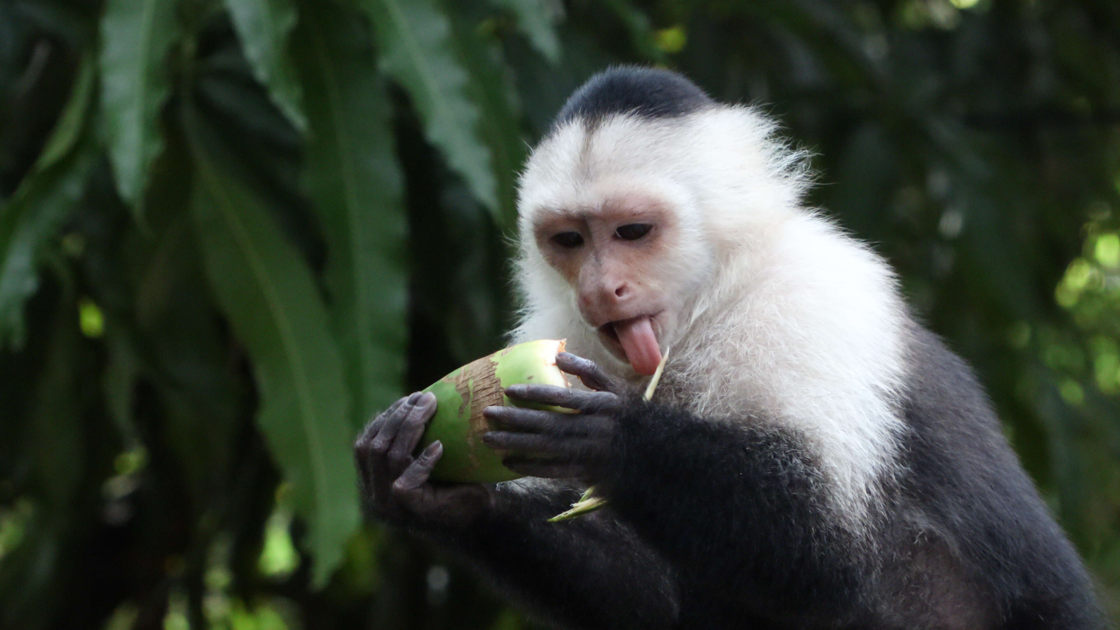 Image of Panama capuchin monkey