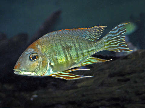 Image of Eartheater cichlid