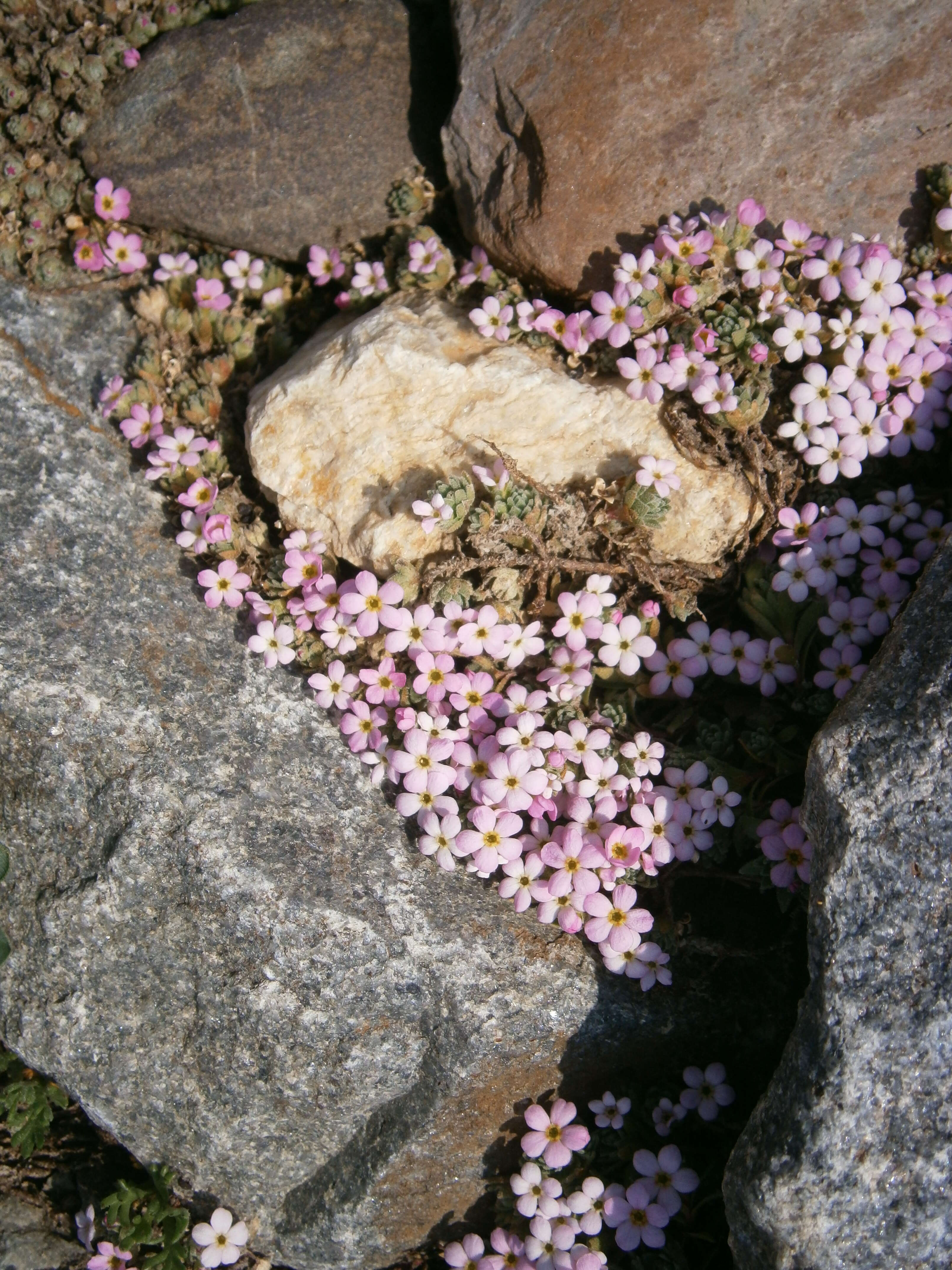 Image of Androsace alpina (L.) Lam.