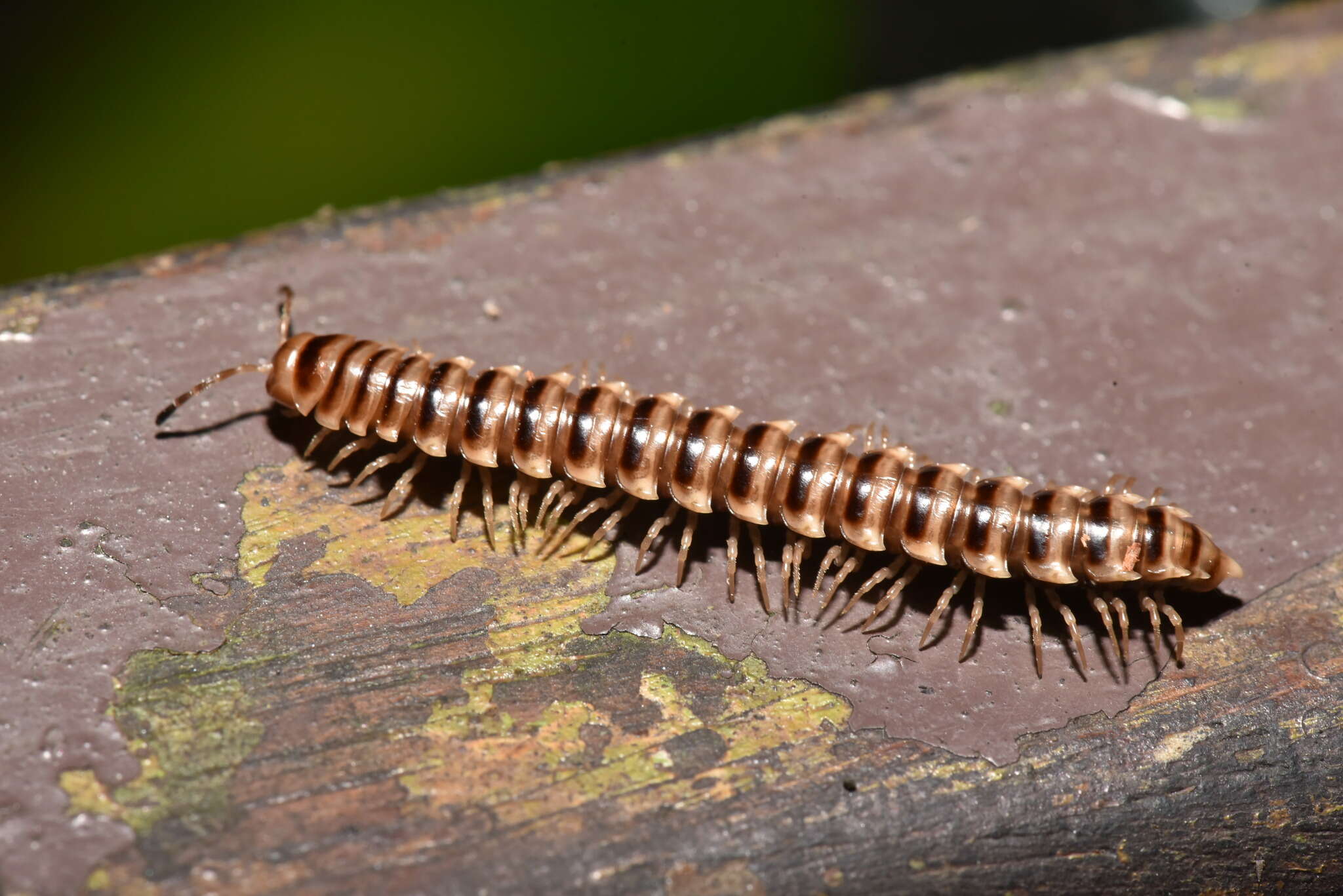 Image of Chamberlinius hualienensis Wang 1956