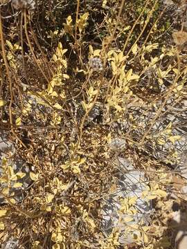 Image of Phlomis chrysophylla Boiss.