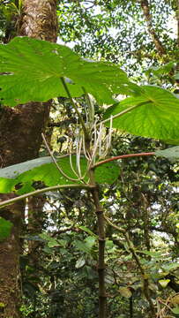 Слика од Piper umbellatum L.