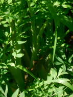 Image de Corydalis caseana A. Gray