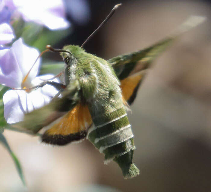 Proserpinus clarkiae (Boisduval 1852) resmi