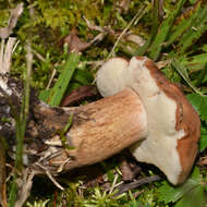 Imagem de Tylopilus badiceps (Peck) A. H. Sm. & Thiers 1971