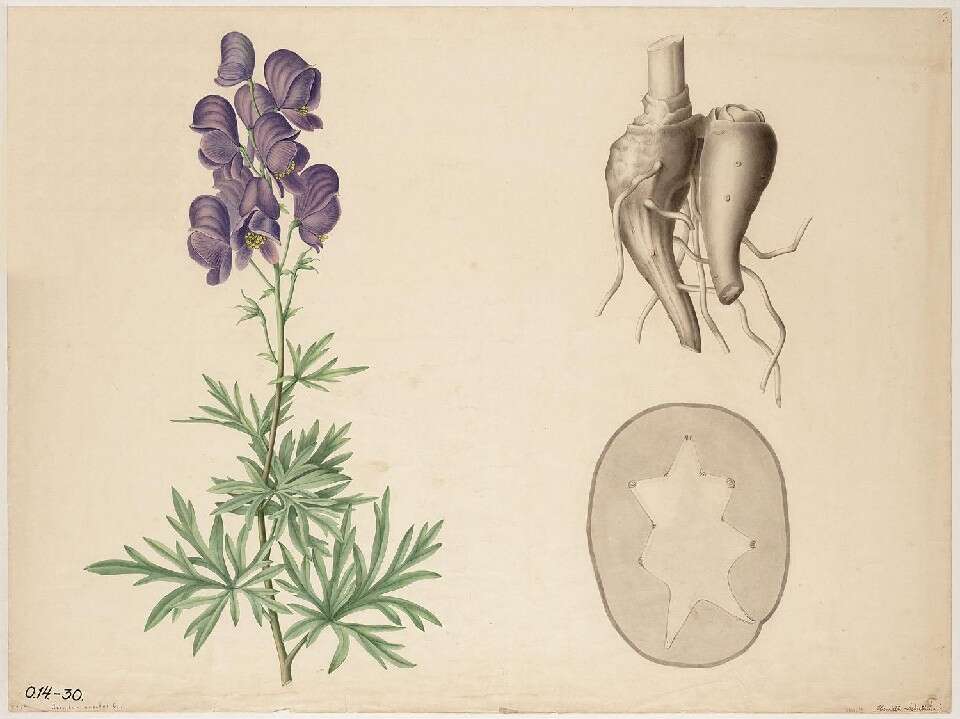 Слика од Aconitum napellus L.