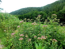 Image of hemp agrimony