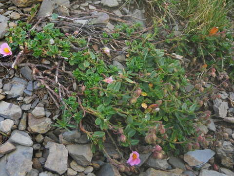 Image of Helianthemum nummularium var. pyrenaicum (Janchen) C. Raynaud