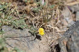 Image of Lotus glareosus Boiss. & Reut.