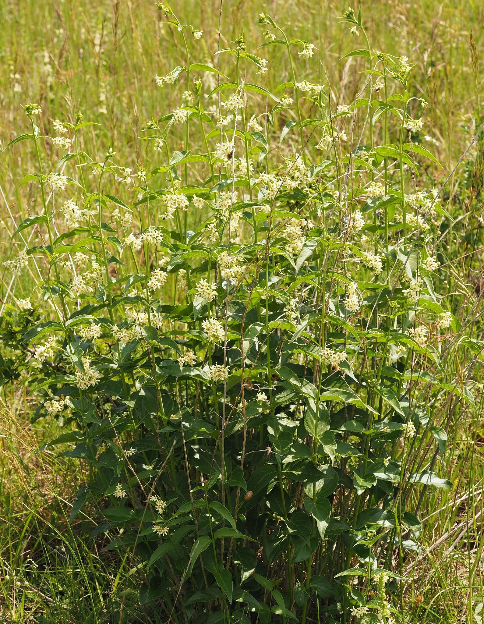 Image of common vincetoxicum