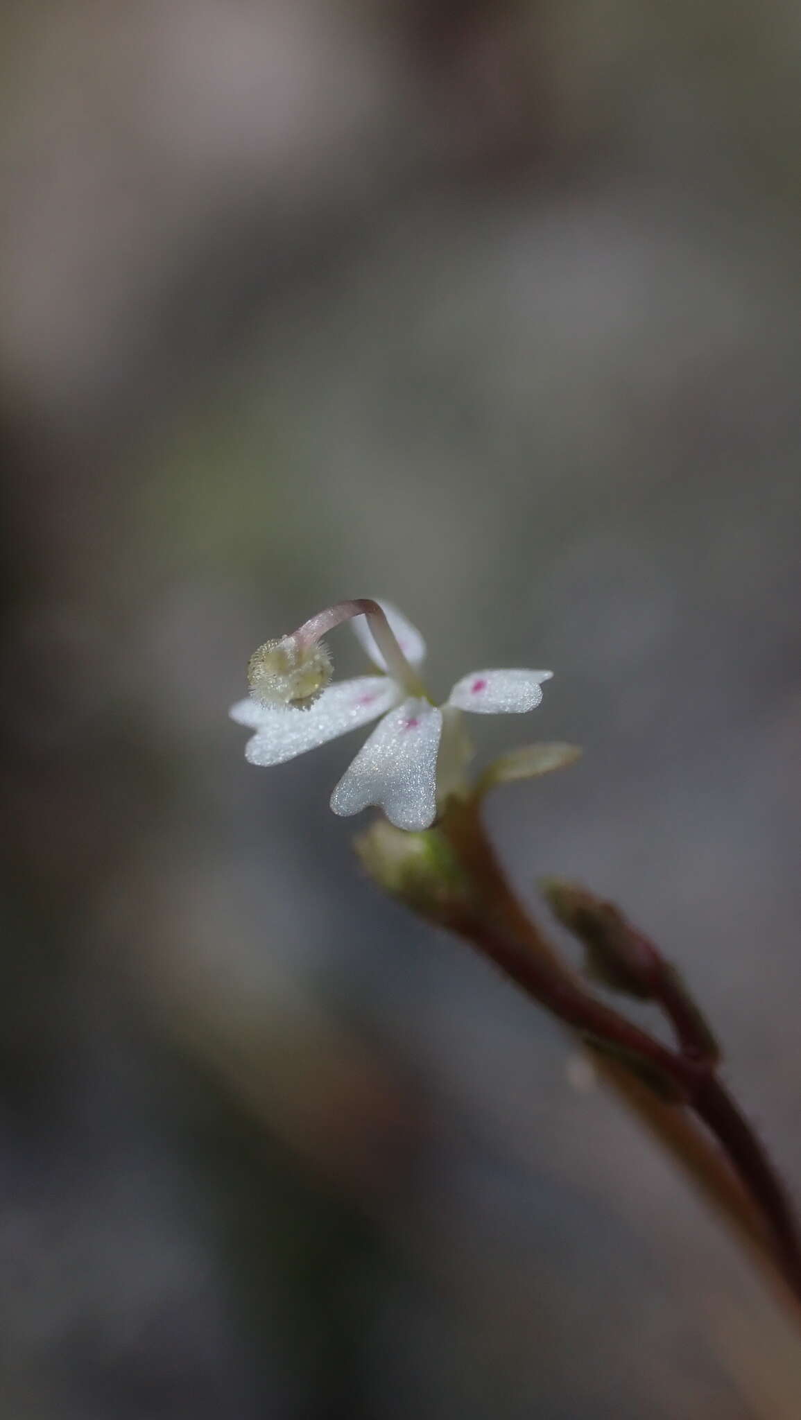 Image of Stylidium uliginosum Sw. ex Willd.