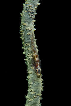 Image of Whip coral goby