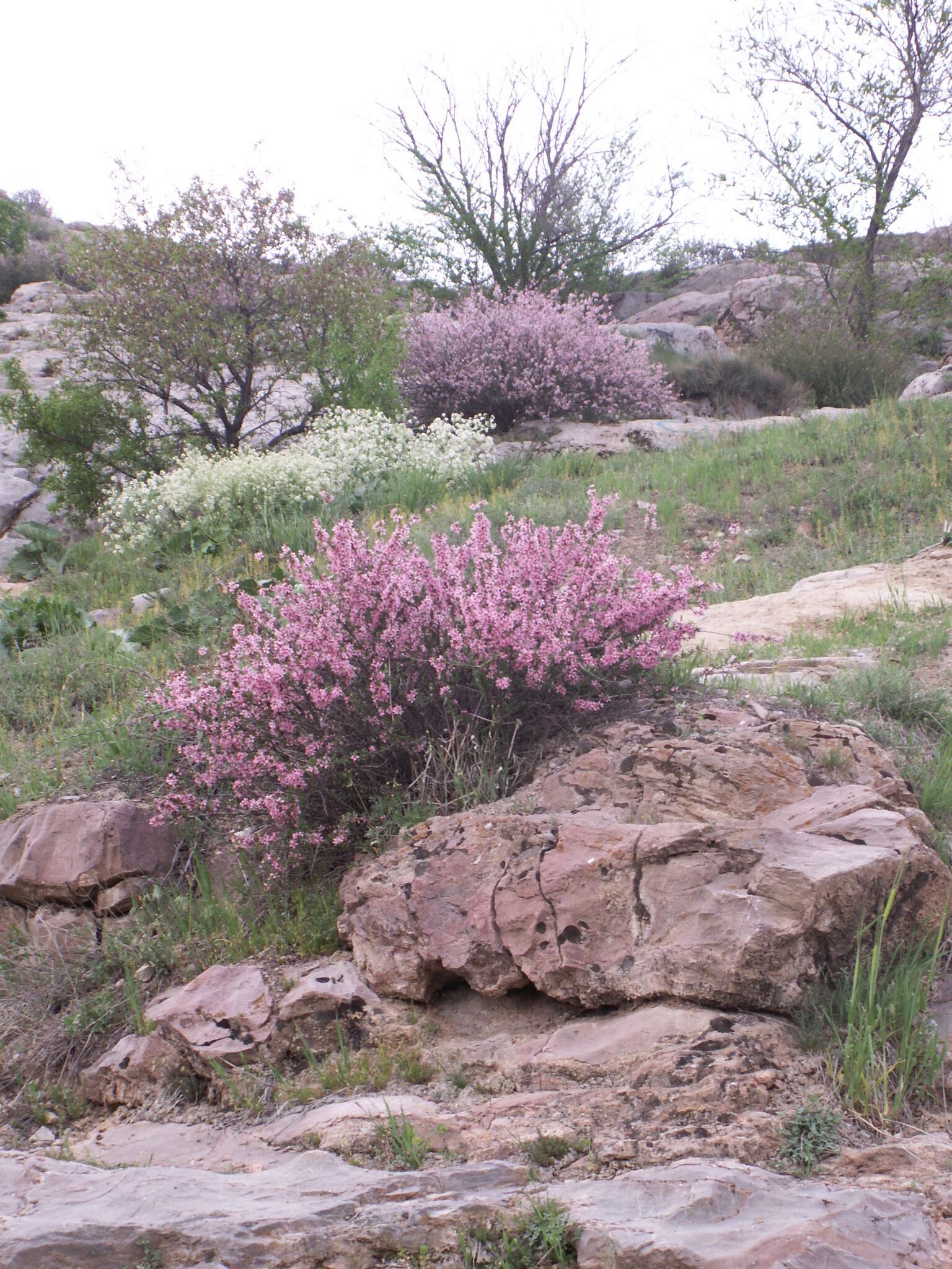 Image of Prunus prostrata var. concolor (Boissier) Lipsky