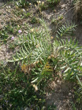 Image of woolly thistle