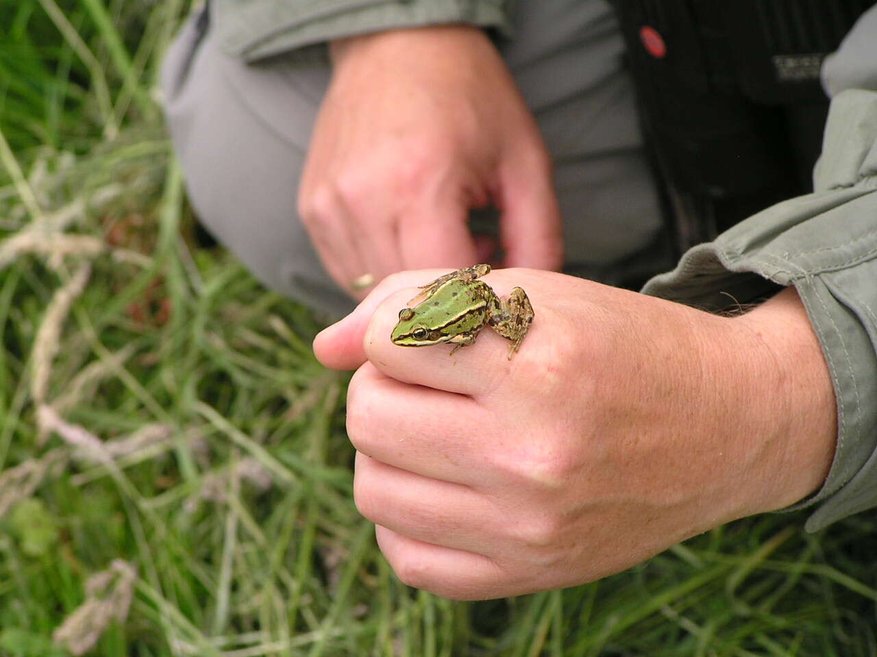 Image of Eurasian Marsh Frog