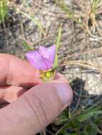 Imagem de Rhexia nuttallii C. W. James