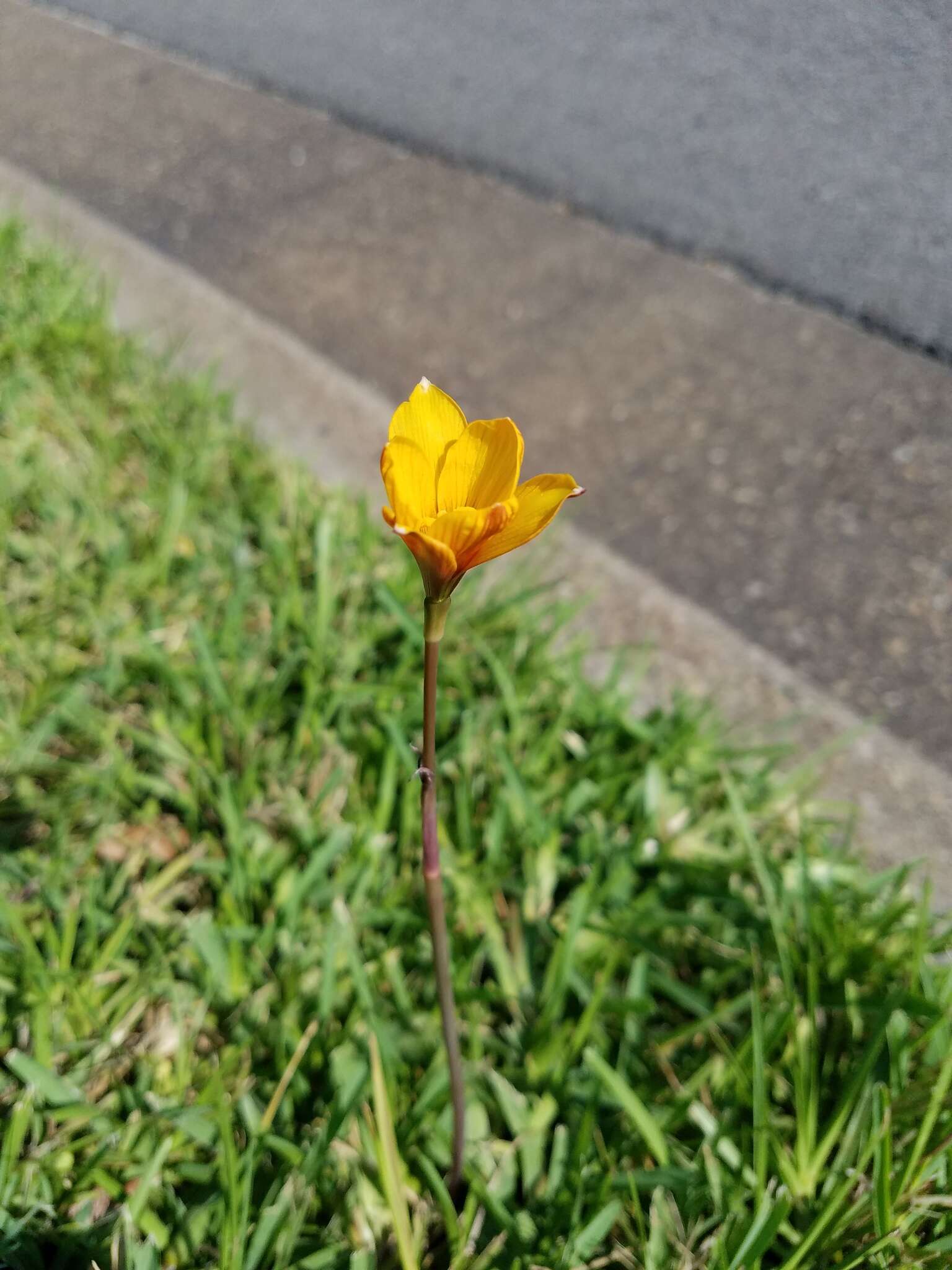 Imagem de Zephyranthes puertoricensis Traub