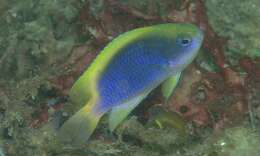 Image of Yellowfin damsel