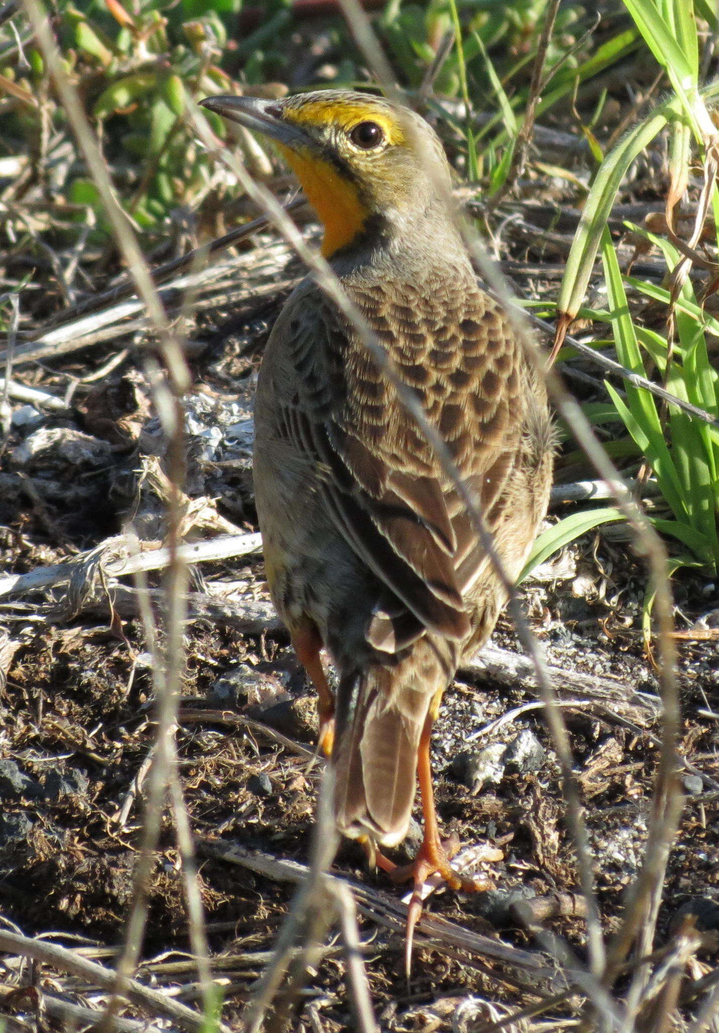 Image of Macronyx capensis capensis (Linnaeus 1766)