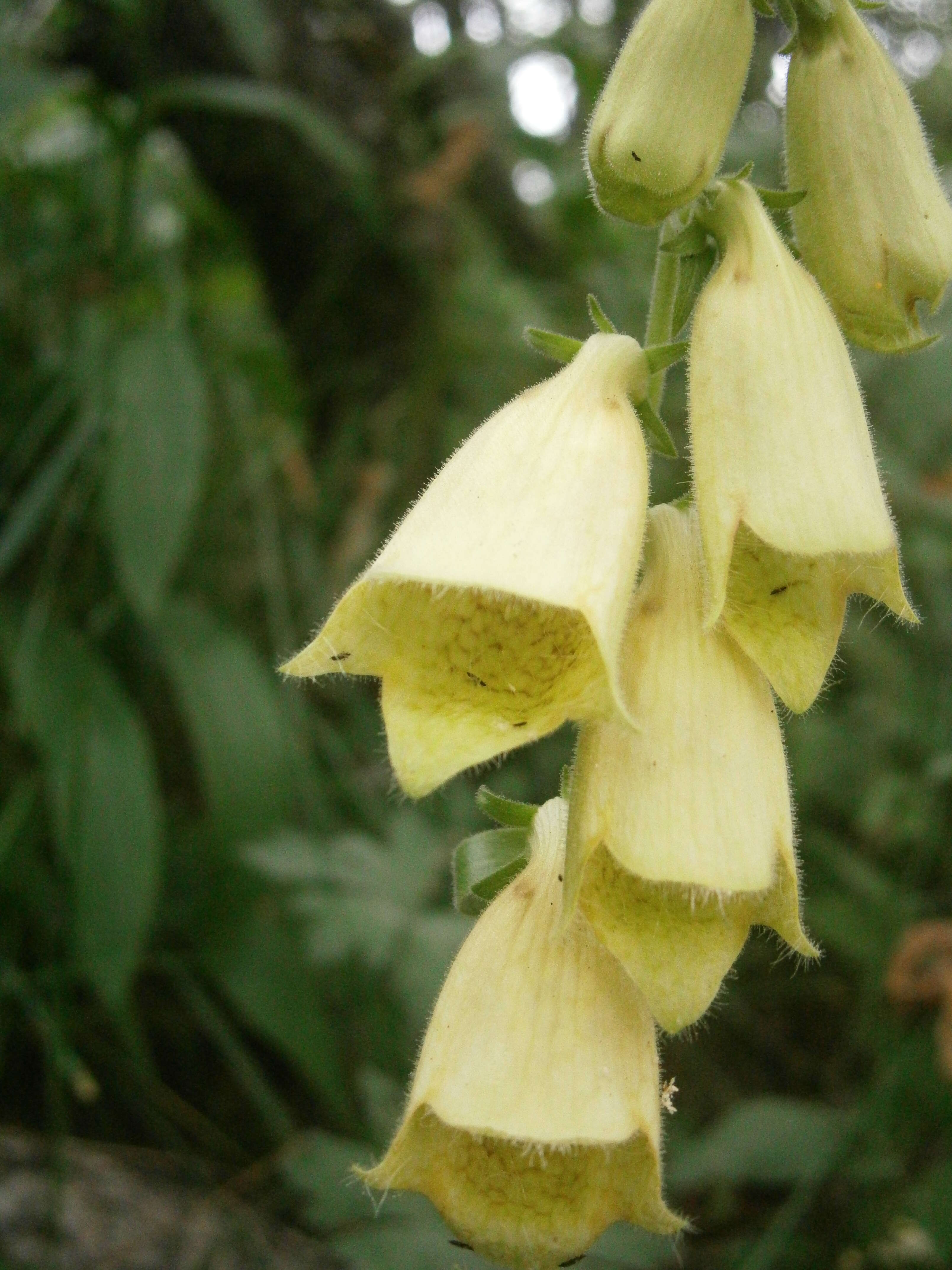 Imagem de Digitalis grandiflora Mill.