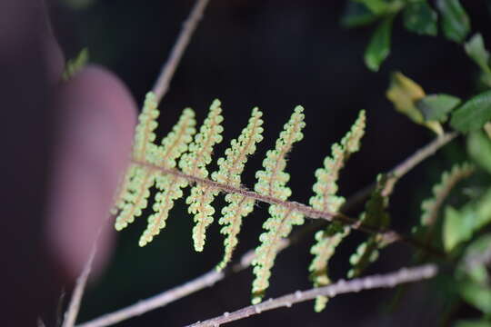 Image of Beaded Lipfern