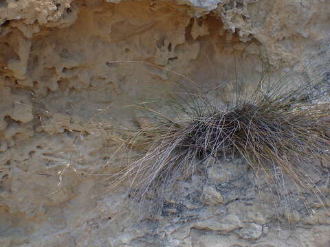 Image of Stipa petriei Buchanan