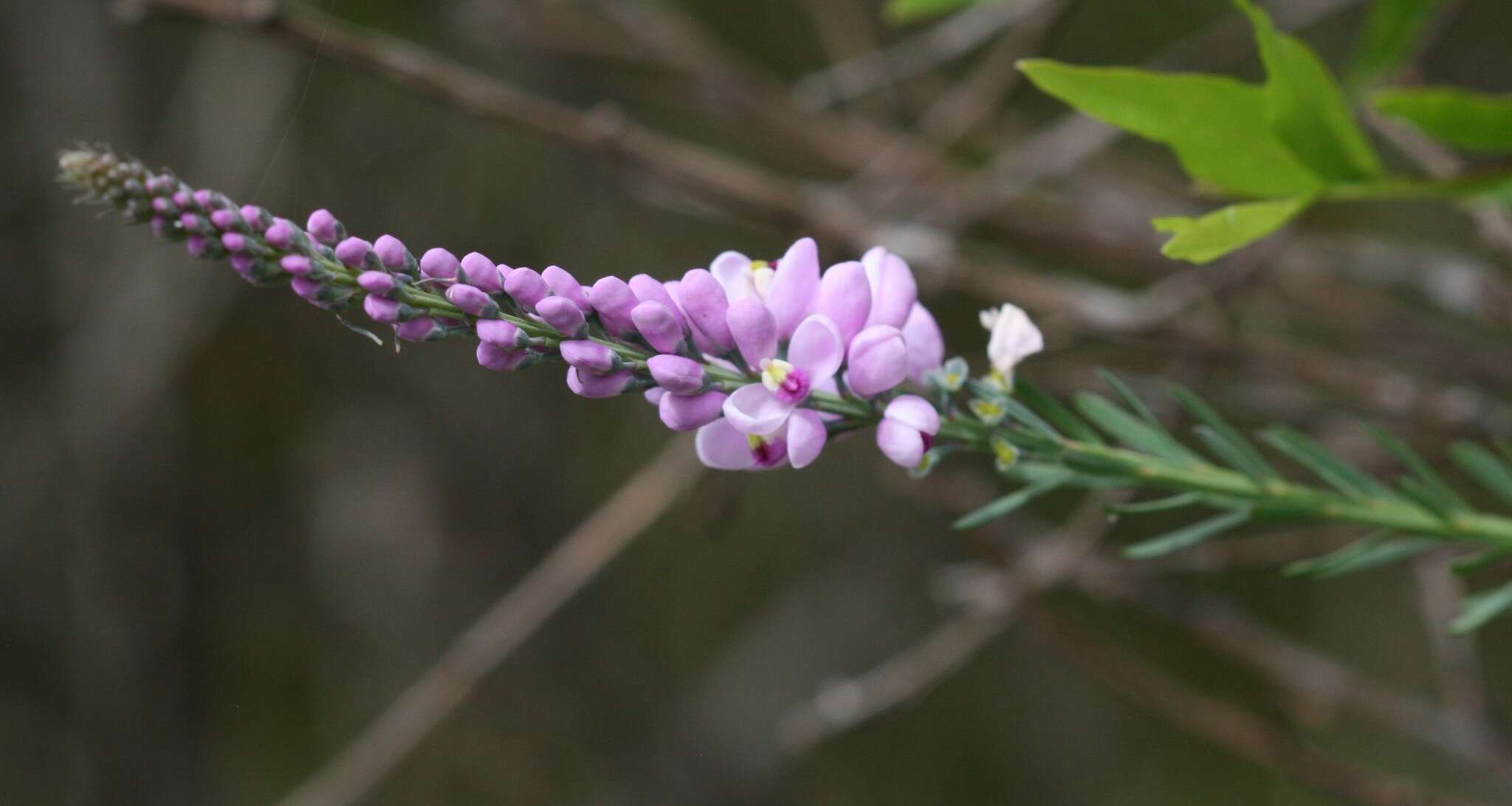 Image of Liniment Plant