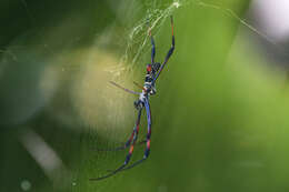 Image of Trichonephila inaurata (Walckenaer 1841)