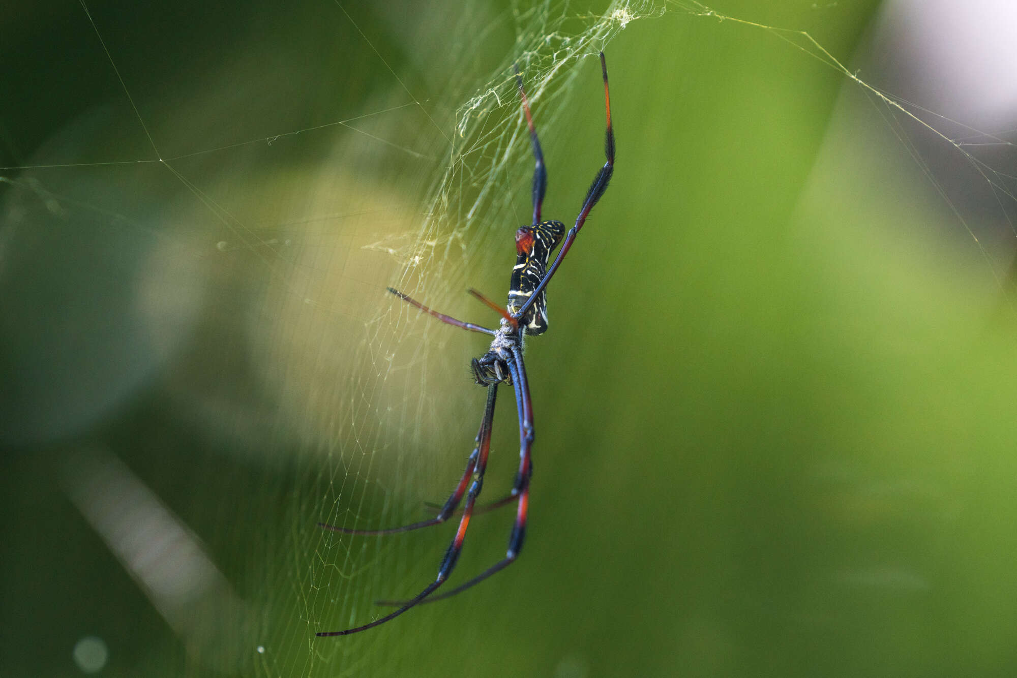 Image of Trichonephila inaurata (Walckenaer 1841)