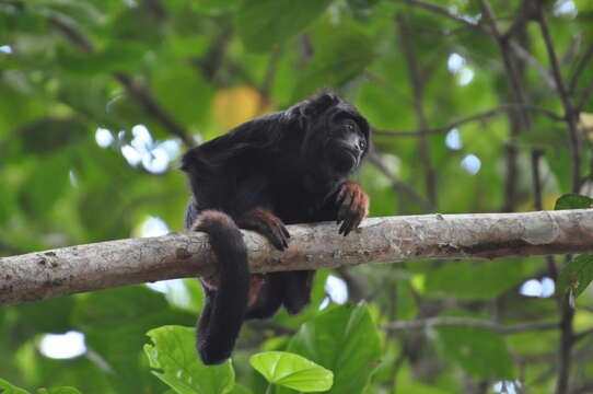 Image of Black and Red Howler