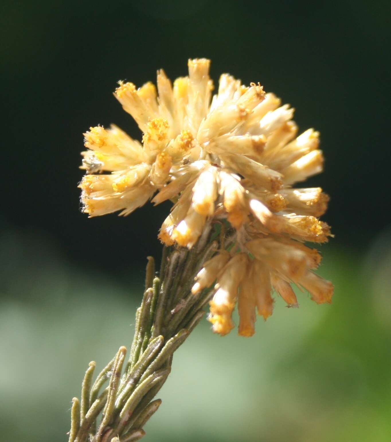 Imagem de Helichrysum hamulosum DC.