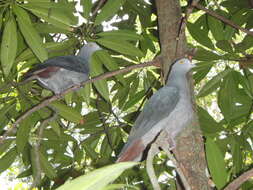 Image of Christmas Imperial Pigeon