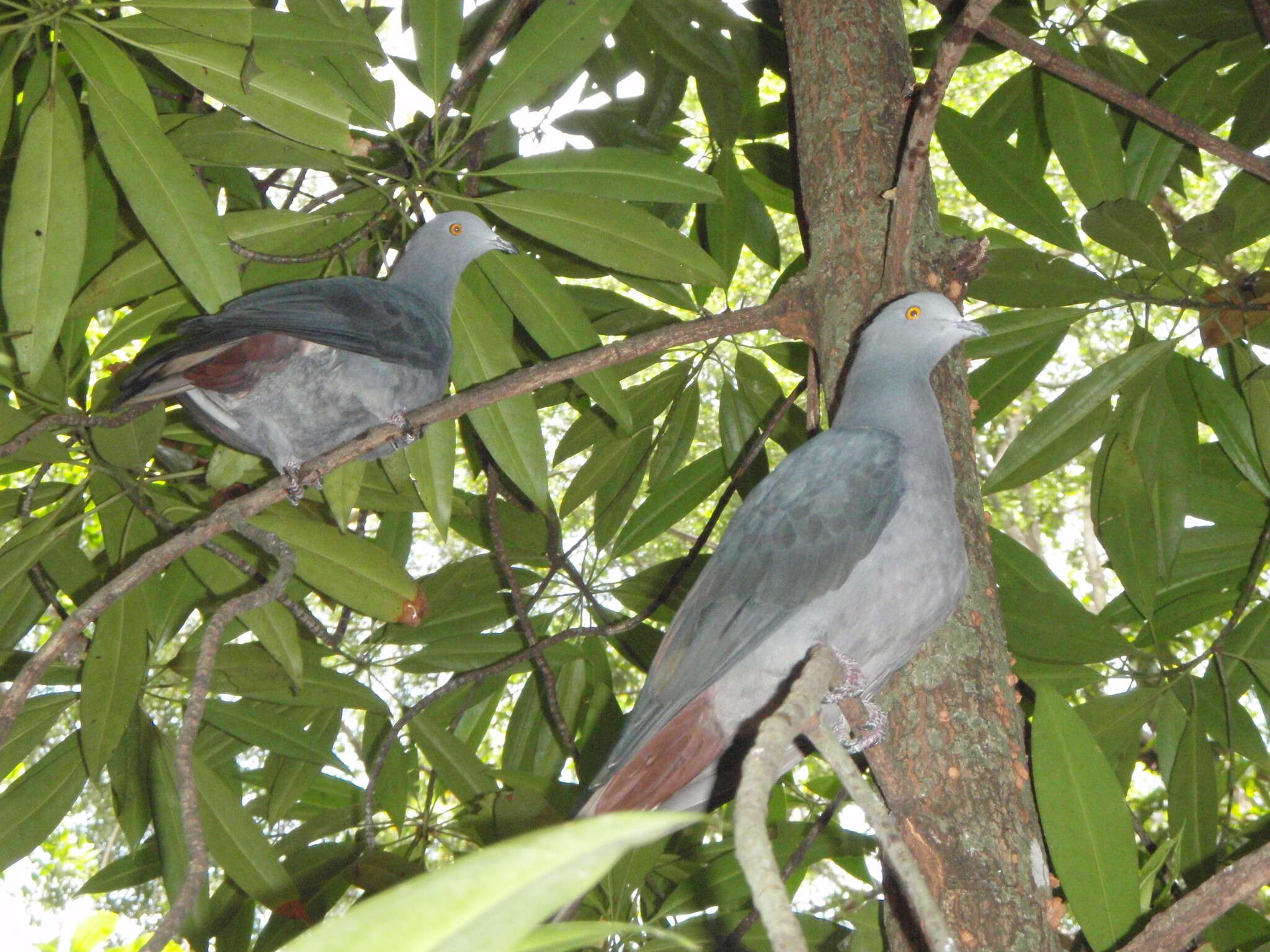 Image of Christmas Imperial Pigeon